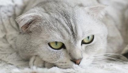 爱游戏平台-开云娱乐：云端娱乐的新纪元，开启无界观感的精彩人生